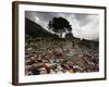 A Pakistani Refugee Walks Past Clothing Left Strewn on the Ground-null-Framed Photographic Print