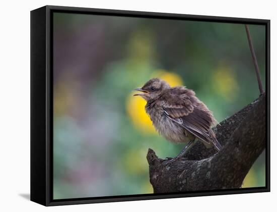 A Pale-Breasted Thrush, Turdus Leucomelas, Sings in a Tree at Sunset in Ibirapuera Park-Alex Saberi-Framed Stretched Canvas