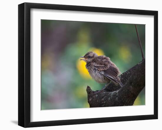 A Pale-Breasted Thrush, Turdus Leucomelas, Sings in a Tree at Sunset in Ibirapuera Park-Alex Saberi-Framed Premium Photographic Print