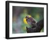 A Pale-Breasted Thrush, Turdus Leucomelas, Sings in a Tree at Sunset in Ibirapuera Park-Alex Saberi-Framed Premium Photographic Print