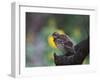 A Pale-Breasted Thrush, Turdus Leucomelas, Sings in a Tree at Sunset in Ibirapuera Park-Alex Saberi-Framed Premium Photographic Print