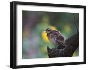 A Pale-Breasted Thrush, Turdus Leucomelas, Sings in a Tree at Sunset in Ibirapuera Park-Alex Saberi-Framed Photographic Print