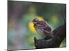 A Pale-Breasted Thrush, Turdus Leucomelas, Sings in a Tree at Sunset in Ibirapuera Park-Alex Saberi-Mounted Photographic Print