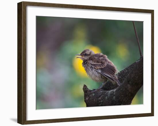 A Pale-Breasted Thrush, Turdus Leucomelas, Sings in a Tree at Sunset in Ibirapuera Park-Alex Saberi-Framed Photographic Print