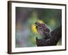 A Pale-Breasted Thrush, Turdus Leucomelas, Sings in a Tree at Sunset in Ibirapuera Park-Alex Saberi-Framed Photographic Print