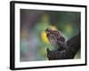 A Pale-Breasted Thrush, Turdus Leucomelas, Sings in a Tree at Sunset in Ibirapuera Park-Alex Saberi-Framed Photographic Print