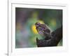 A Pale-Breasted Thrush, Turdus Leucomelas, Sings in a Tree at Sunset in Ibirapuera Park-Alex Saberi-Framed Photographic Print