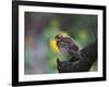 A Pale-Breasted Thrush, Turdus Leucomelas, Sings in a Tree at Sunset in Ibirapuera Park-Alex Saberi-Framed Photographic Print