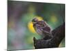 A Pale-Breasted Thrush, Turdus Leucomelas, Sings in a Tree at Sunset in Ibirapuera Park-Alex Saberi-Mounted Photographic Print