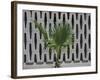 A Palm Against Grey-Andy Burgess-Framed Giclee Print