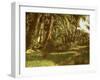 A palm grove on Elephantine Island, Egypt-English Photographer-Framed Giclee Print