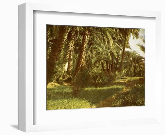 A palm grove on Elephantine Island, Egypt-English Photographer-Framed Giclee Print