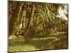A palm grove on Elephantine Island, Egypt-English Photographer-Mounted Giclee Print