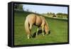 A Palomino Horse Grazes In A Summer Pasture-Blueiris-Framed Stretched Canvas