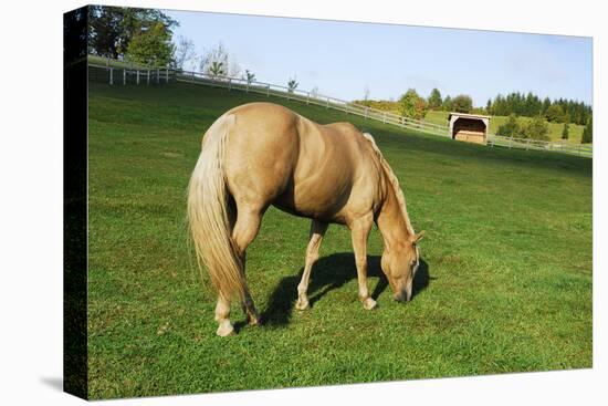 A Palomino Horse Grazes In A Summer Pasture-Blueiris-Stretched Canvas