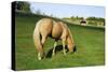 A Palomino Horse Grazes In A Summer Pasture-Blueiris-Stretched Canvas
