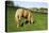 A Palomino Horse Grazes In A Summer Pasture-Blueiris-Stretched Canvas