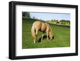 A Palomino Horse Grazes In A Summer Pasture-Blueiris-Framed Photographic Print