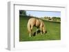 A Palomino Horse Grazes In A Summer Pasture-Blueiris-Framed Photographic Print