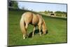 A Palomino Horse Grazes In A Summer Pasture-Blueiris-Mounted Photographic Print