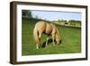 A Palomino Horse Grazes In A Summer Pasture-Blueiris-Framed Photographic Print