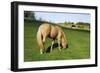 A Palomino Horse Grazes In A Summer Pasture-Blueiris-Framed Photographic Print