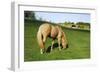 A Palomino Horse Grazes In A Summer Pasture-Blueiris-Framed Photographic Print