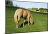 A Palomino Horse Grazes In A Summer Pasture-Blueiris-Mounted Photographic Print
