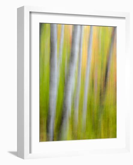 A Panned Motion Blur of Autumn Woodland.-Julianne Eggers-Framed Photographic Print