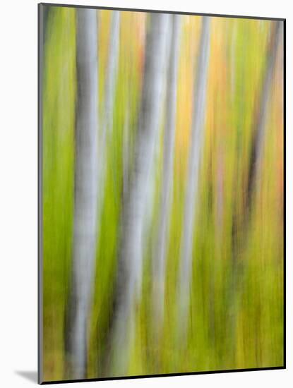 A Panned Motion Blur of Autumn Woodland.-Julianne Eggers-Mounted Photographic Print