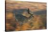 A Panned Shot of a Fallow Deer Running Through the Grasses in Richmond Park-Alex Saberi-Stretched Canvas