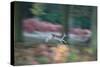 A Panned View of a Fallow Deer, Dama Dama, Running and Jumping Among Trees-Alex Saberi-Stretched Canvas