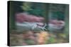 A Panned View of a Fallow Deer, Dama Dama, Running and Jumping Among Trees-Alex Saberi-Stretched Canvas