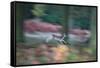 A Panned View of a Fallow Deer, Dama Dama, Running and Jumping Among Trees-Alex Saberi-Framed Stretched Canvas