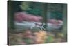 A Panned View of a Fallow Deer, Dama Dama, Running and Jumping Among Trees-Alex Saberi-Stretched Canvas