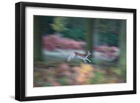 A Panned View of a Fallow Deer, Dama Dama, Running and Jumping Among Trees-Alex Saberi-Framed Photographic Print