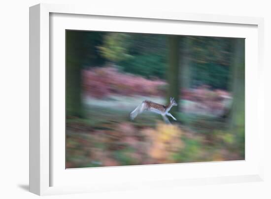 A Panned View of a Fallow Deer, Dama Dama, Running and Jumping Among Trees-Alex Saberi-Framed Photographic Print