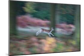 A Panned View of a Fallow Deer, Dama Dama, Running and Jumping Among Trees-Alex Saberi-Mounted Photographic Print