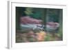 A Panned View of a Fallow Deer, Dama Dama, Running and Jumping Among Trees-Alex Saberi-Framed Photographic Print