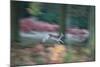 A Panned View of a Fallow Deer, Dama Dama, Running and Jumping Among Trees-Alex Saberi-Mounted Photographic Print