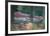 A Panned View of a Fallow Deer, Dama Dama, Running and Jumping Among Trees-Alex Saberi-Framed Photographic Print