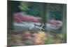 A Panned View of a Fallow Deer, Dama Dama, Running and Jumping Among Trees-Alex Saberi-Mounted Photographic Print