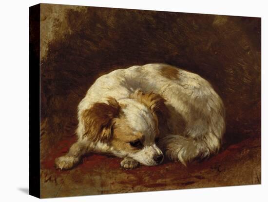 A Papillon-Henriette Ronner-Knip-Stretched Canvas