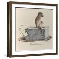 a Papion Monkey-null-Framed Giclee Print