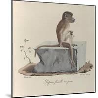 a Papion Monkey-null-Mounted Giclee Print