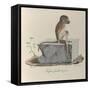 a Papion Monkey-null-Framed Stretched Canvas