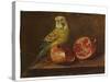 A Parakeet and a Pomegranate on a Ledge (Oil on Copper)-French School-Stretched Canvas