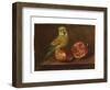 A Parakeet and a Pomegranate on a Ledge (Oil on Copper)-French School-Framed Giclee Print