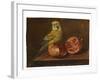 A Parakeet and a Pomegranate on a Ledge (Oil on Copper)-French School-Framed Giclee Print