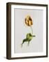 A Parrot Tulip-James Holland-Framed Giclee Print